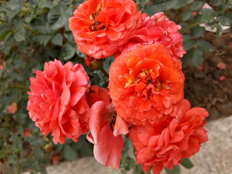 Free stock image of Nice Red Flowers created by M. Afaq Riaz