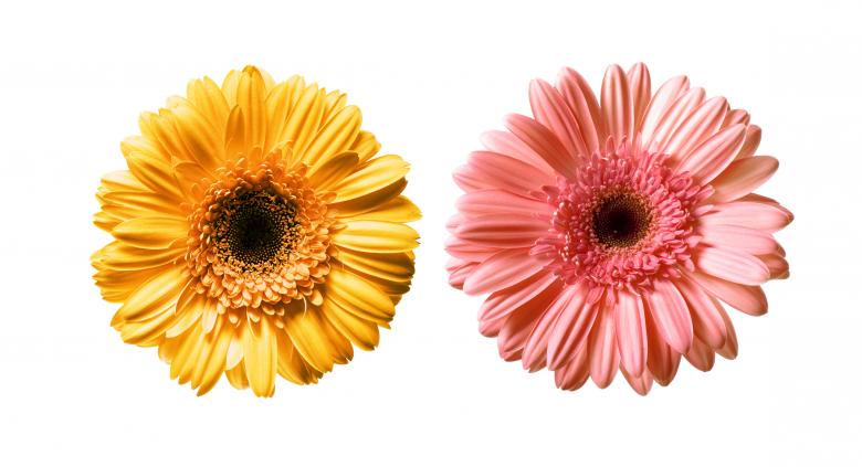 Free stock image of Gerbera flowers created by 2happy