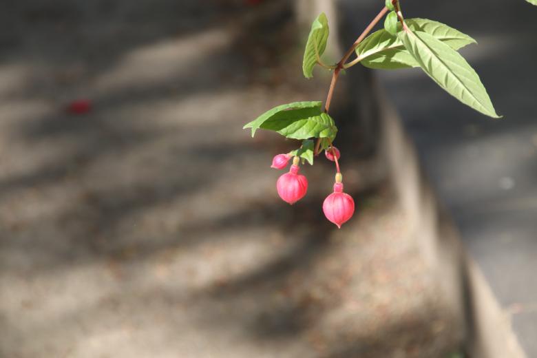 Free stock image of Red and Green created by Lehor Meius