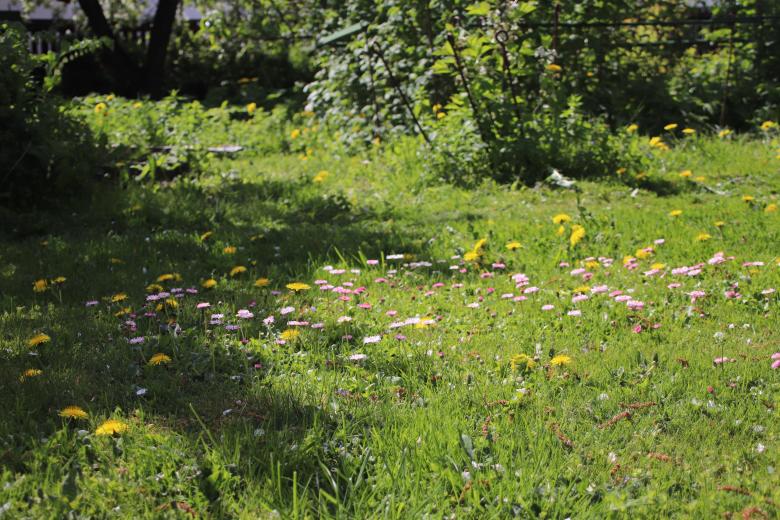 Free stock image of Spring Flowers in Estonia created by Lehor Meius