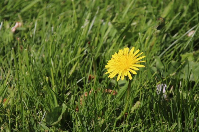 Free stock image of Yellow Dandelion in Grass created by Lehor Meius