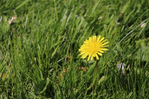Yellow Dandelion in Grass - Free Stock Photo