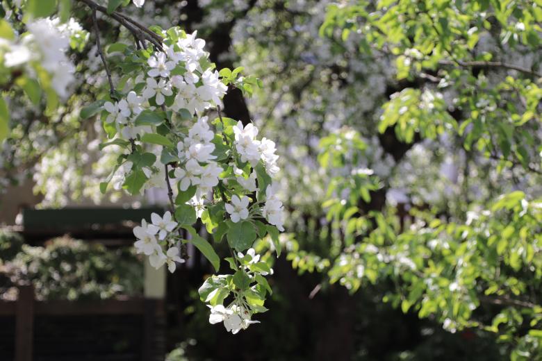 Free stock image of White Apple Blossoms created by Lehor Meius