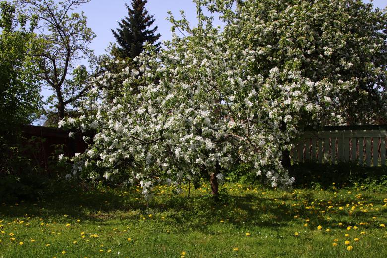 Free stock image of Blooming Apple Tree created by Lehor Meius
