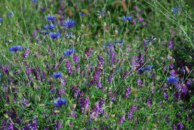 Free stock image of Field of Flowers created by CHRISTIAN HEMBERT
