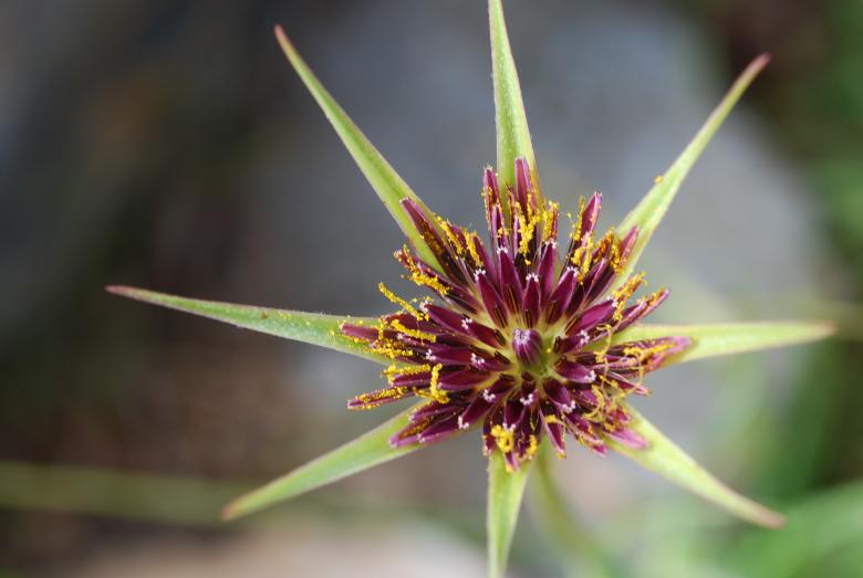 Free stock image of Flower Closeup created by CHRISTIAN HEMBERT