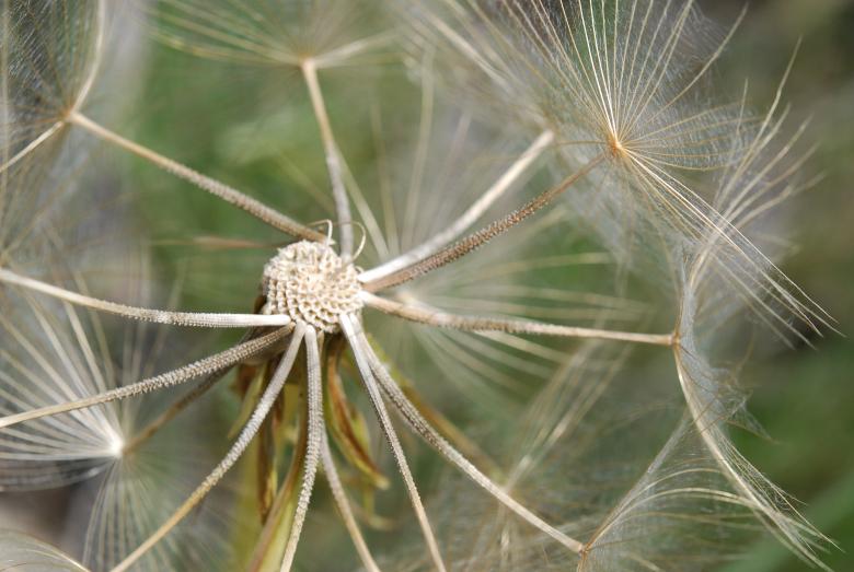 Free stock image of Faded Flower created by CHRISTIAN HEMBERT