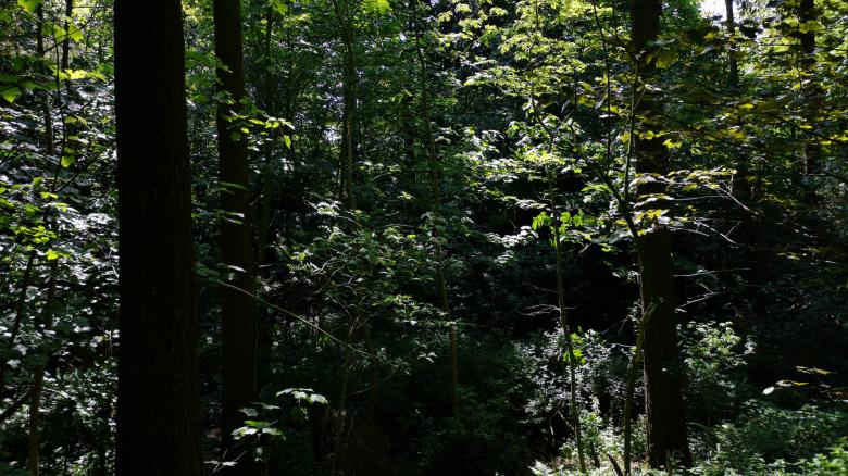 Free stock image of Undergrowth created by Eric Lund
