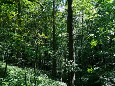 A Walk in the Woods - Free Stock Photo