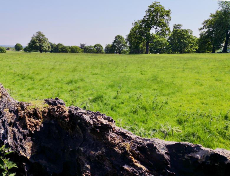 Free stock image of Trees old and new created by Eric Lund