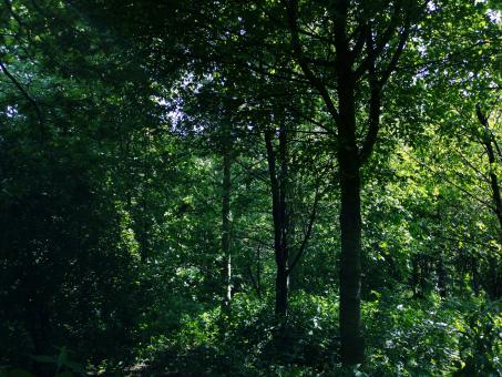 Into the Woods - Free Stock Photo