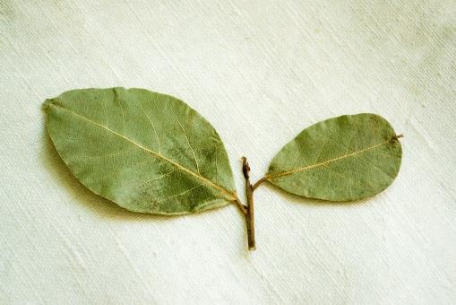 Dry Leaves for Seasoning