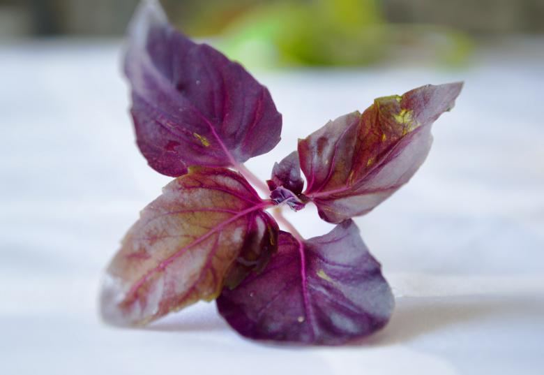 Free stock image of Purple Leaves created by Svetlana