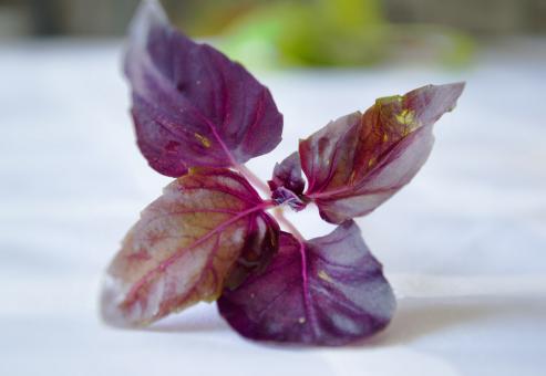 Purple Leaves