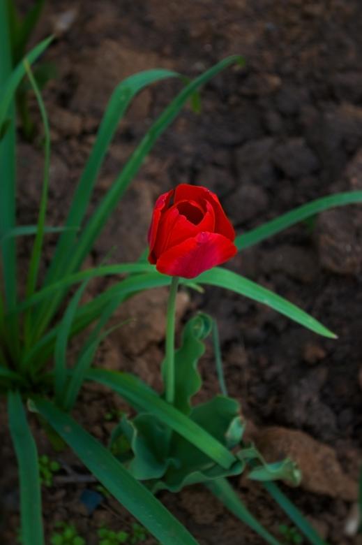 Free stock image of Single Red Rose created by Svetlana