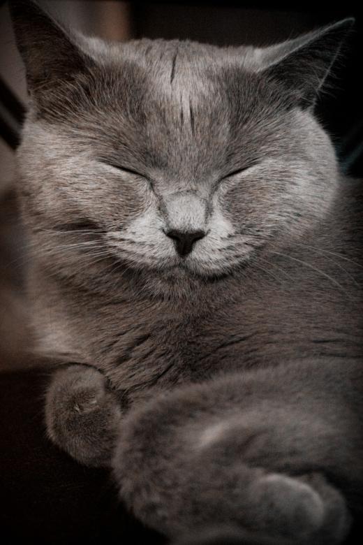 Free stock image of Sleeping Gray Cat created by Svetlana