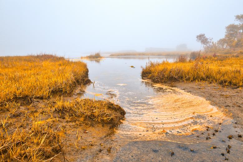 Free stock image of Misty Gold Foam Marsh created by Nicolas Raymond