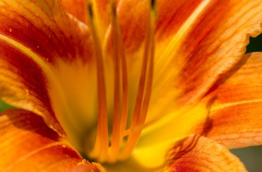Free Stock Photo of Yellow flower macro