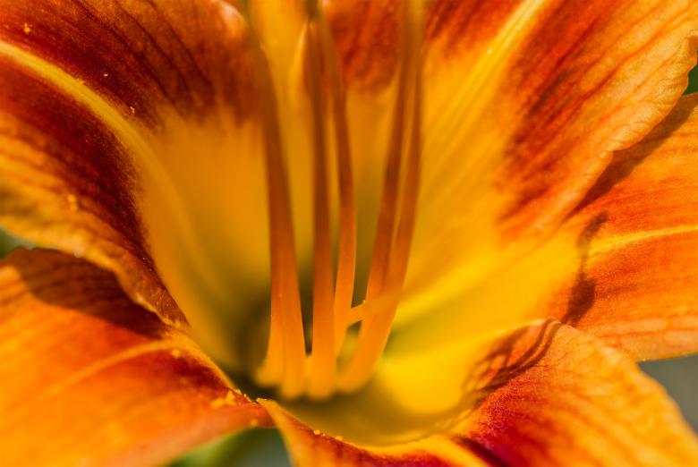 Free stock image of Yellow macro  flower created by Alen