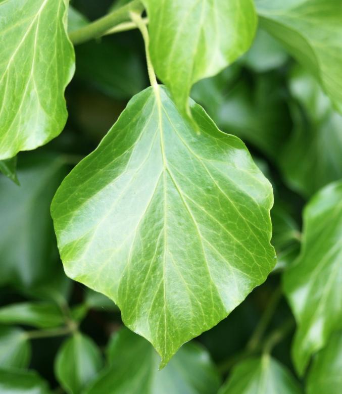 Free stock image of The glory of a simple leaf created by Stuart Foster
