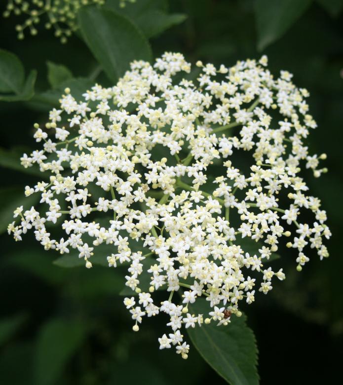 Free stock image of A thousand flowers created by Stuart Foster