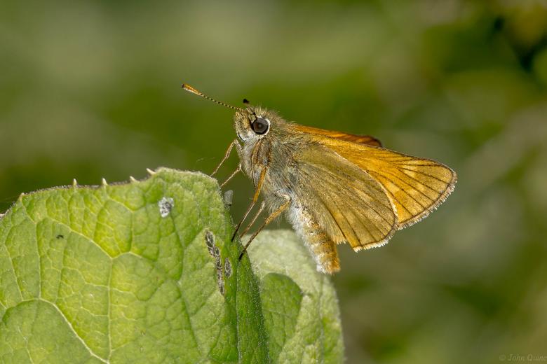 Free stock image of Thymelicus sylvestris - Small Skipper Butterfly created by John Quine