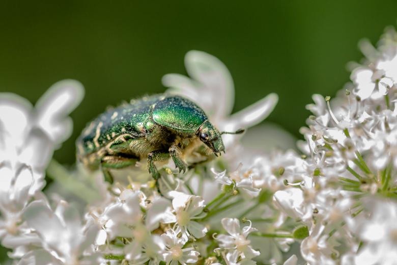 Free stock image of Rose Chafer Beetle - Cetonia Aurata created by John Quine