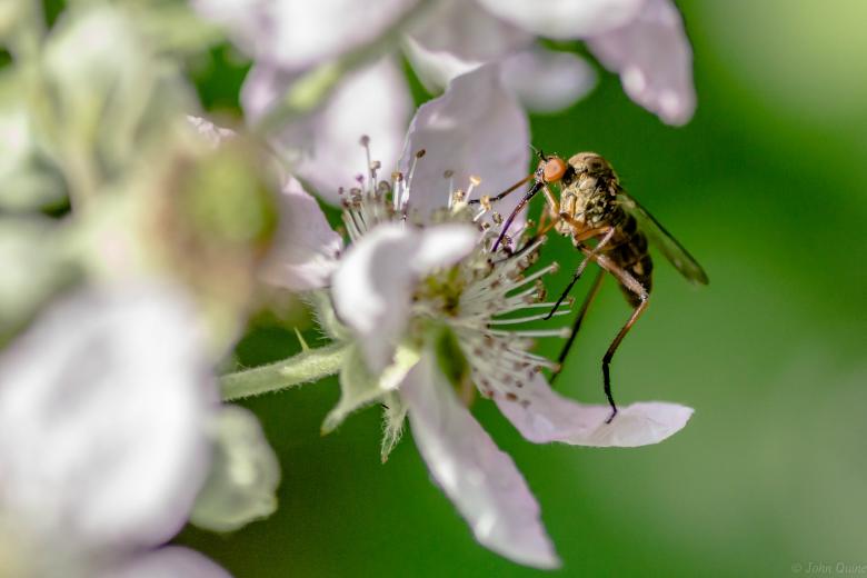 Free stock image of Empis Opaca created by John Quine