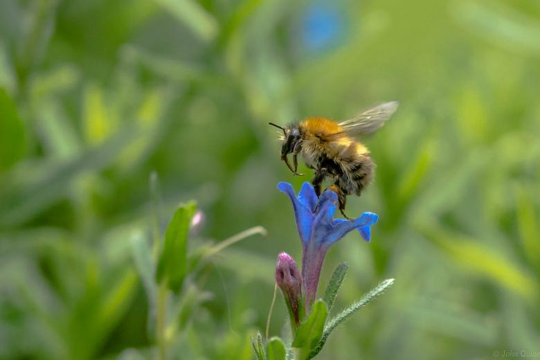 Free stock image of Hairy-footed Flower Bee created by John Quine