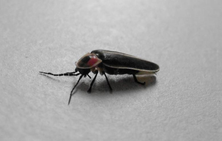 Free stock image of Lightning Bug created by David M