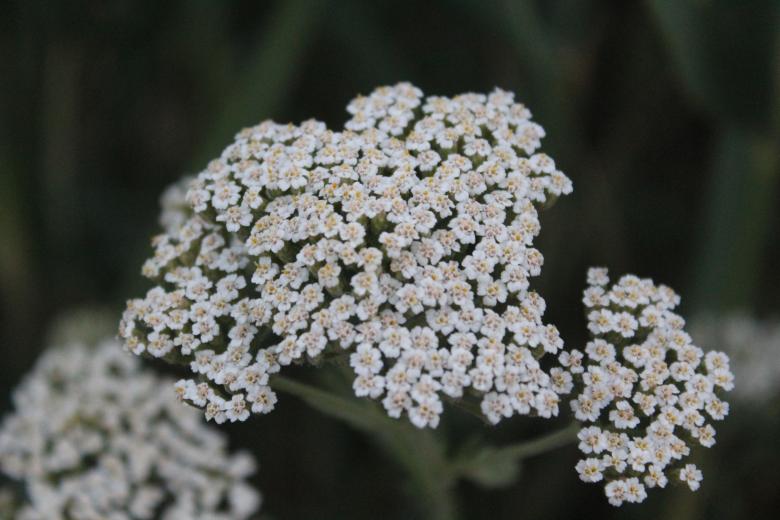 Free stock image of White Petite Flowers created by Nataliia Lypovetska