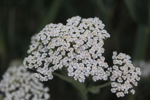 White Petite Flowers - Free Stock Photo
