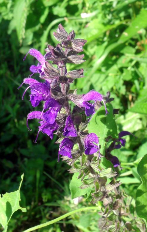 Free stock image of Purple Flowers in Bloom created by David M