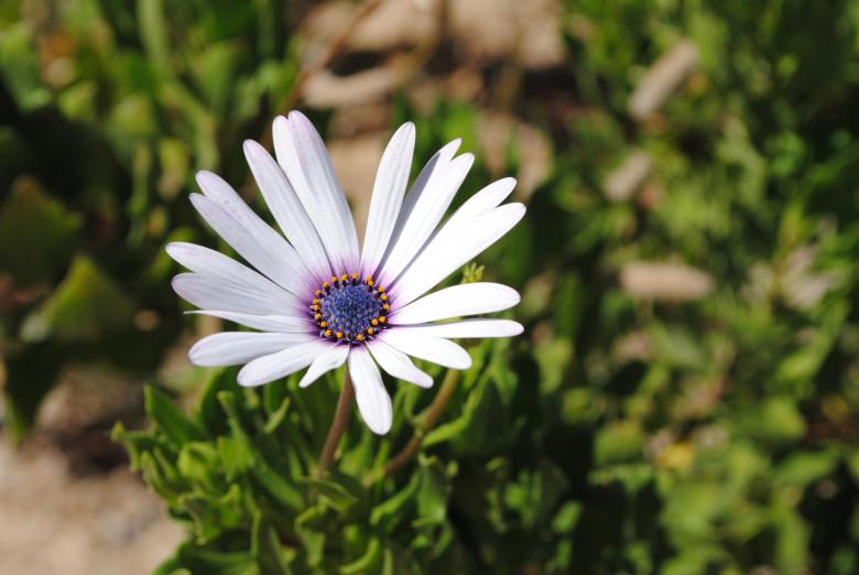 Free stock image of Fust a Flower created by Lepestok