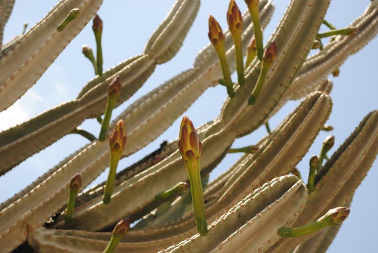 Free stock image of Cactus Blooming created by Lepestok