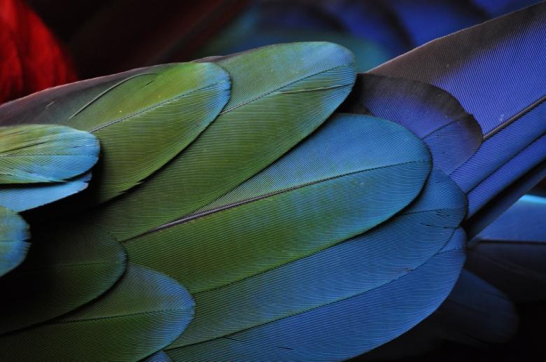 Free stock image of Multicolor Bird Feathers created by Photostockeditor