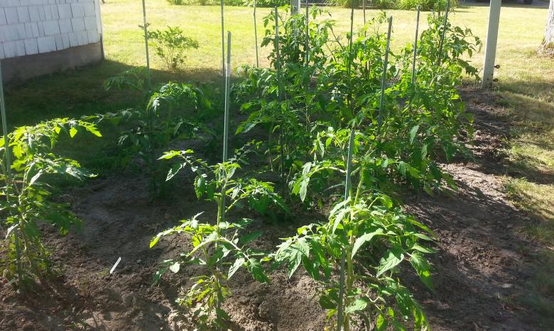 Free stock image of Tomato Plants in Garden created by Katharine Sparrow
