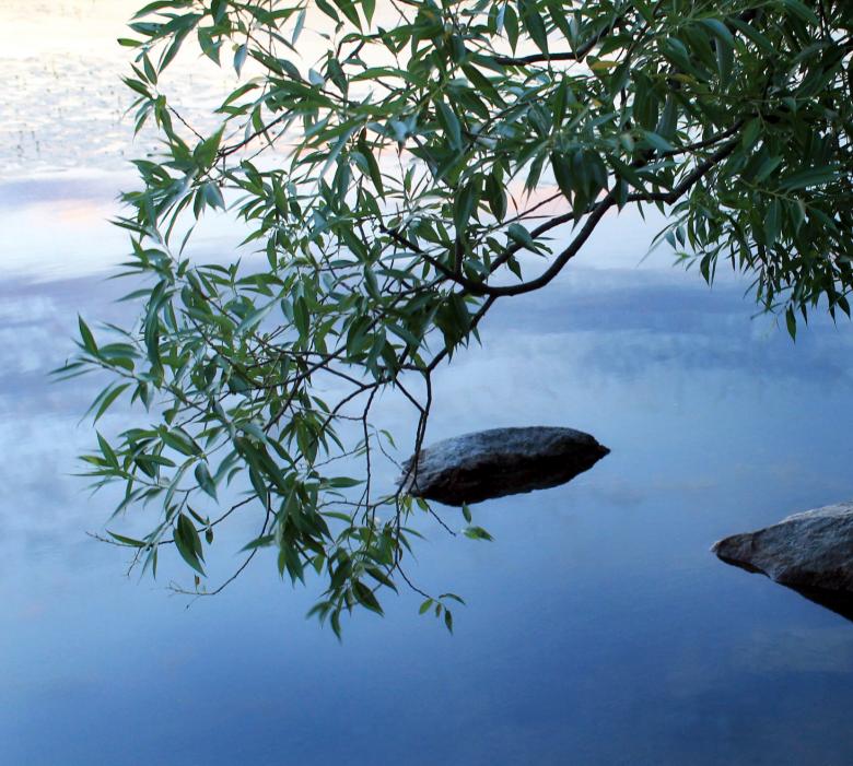 Free stock image of Willow Branch created by NomeVizualizzato