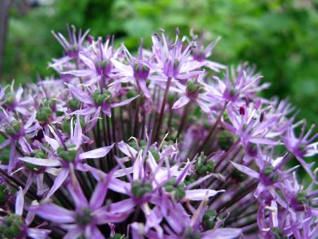 Allium Blossom Close-up