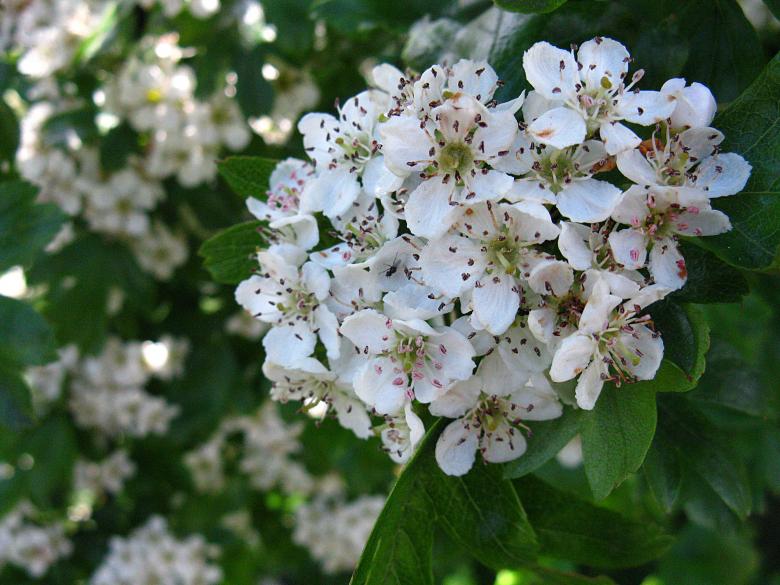 Free stock image of Apple Blossom Cluster created by Lindy Thibodaux