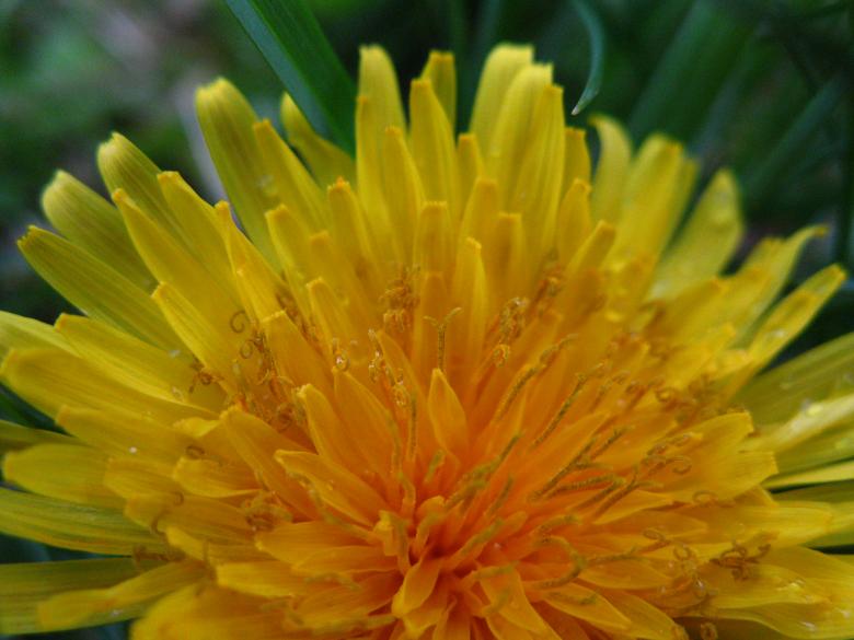 Free stock image of Closeup of Dandelion Flower created by Lindy Thibodaux