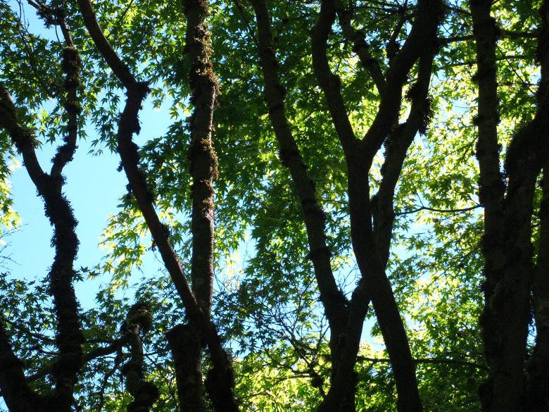 Free stock image of Dark Trees with Blue Sky and Foliage created by Lindy Thibodaux