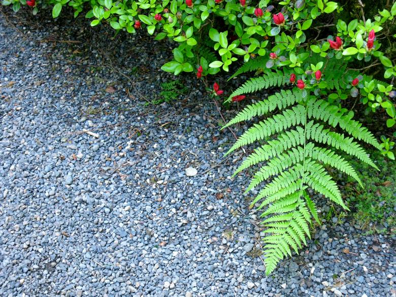 Free stock image of Fern Leaf over Gravel Path created by Lindy Thibodaux