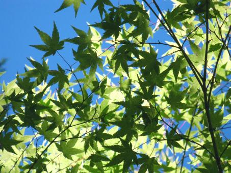 Green Maple Leaves against Blue Sky - Free Stock Photo