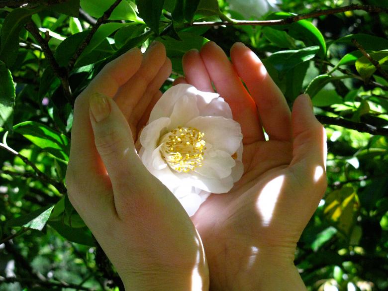 Free stock image of Woman's Hands Cupping a White Camellia Flower created by Lindy Thibodaux