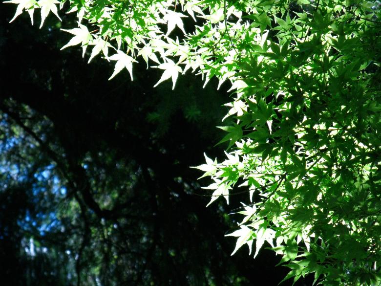 Free stock image of Sunlit Japanese Maple Leaves with Dark Background created by Lindy Thibodaux