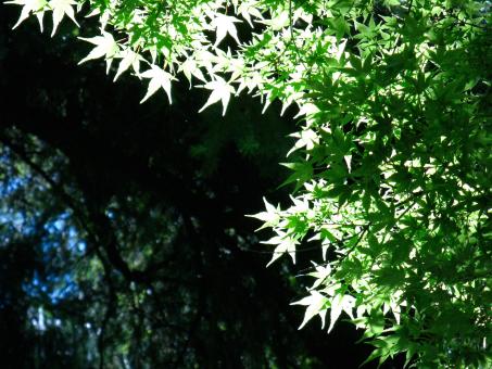 Sunlit Japanese Maple Leaves with Dark Background - Free Stock Photo
