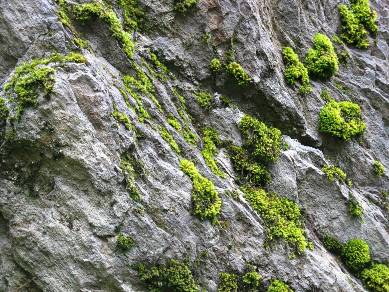 Free stock image of Bright Green Moss Growing on Grey Stones created by Lindy Thibodaux