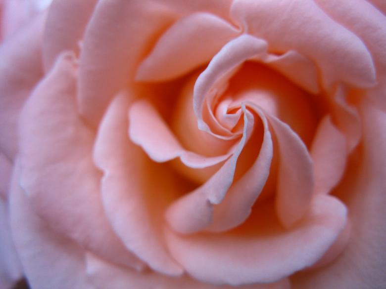 Free stock image of Peachy-pink Rose Close-up created by Lindy Thibodaux