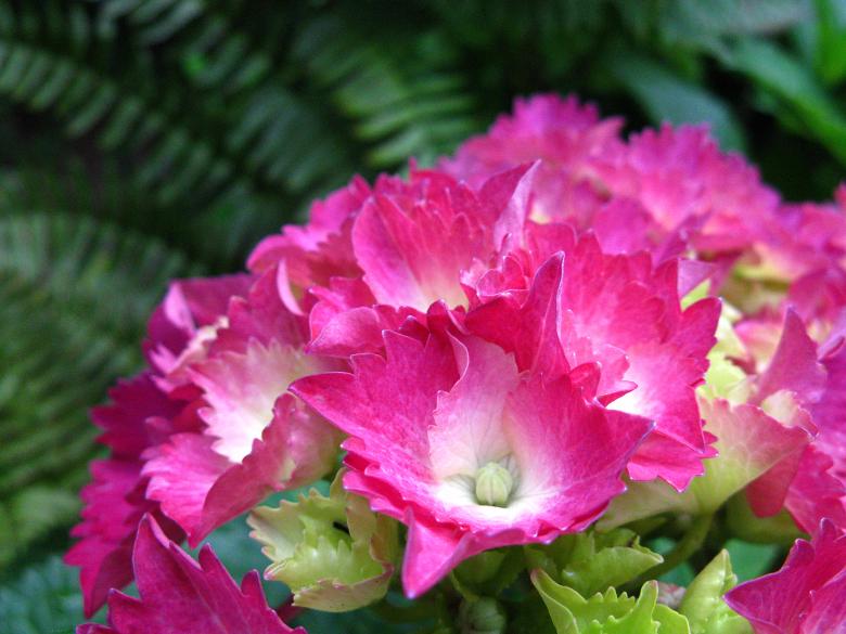 Free stock image of Pink Hydrangea with Ferns in Background created by Lindy Thibodaux